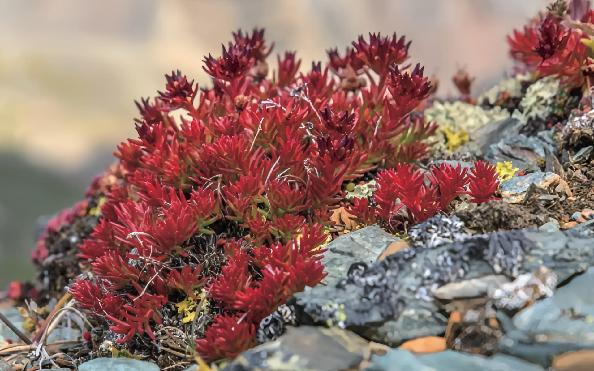 Rhodiola Rosea Shortages: Securing Stable Wholesale Salidroside via Fermentation